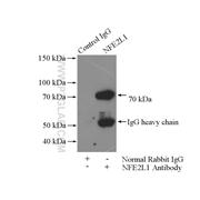 NFE2L1 Rabbit Polyclonal Antibody (12936-1-AP)
