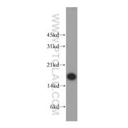 CALML5 Rabbit Polyclonal Antibody (13059-1-AP)