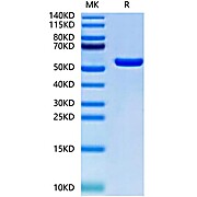 Biotinylated Human HLA-A*02:01&B2M&MAGE-A1 (KVLEYVIKV) Monomer Protein (MHC-HM445B)