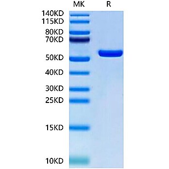 Biotinylated Human HLA-A*02:01&B2M&MAGE-A1 (KVLEYVIKV) Monomer Protein (MHC-HM445B)
