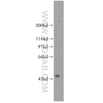 TFAP2A Rabbit Polyclonal Antibody (13019-3-AP)