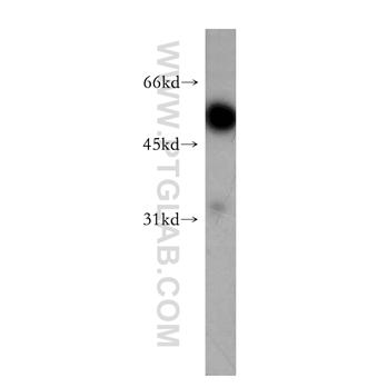 SYT9 Rabbit Polyclonal Antibody (12793-1-AP)