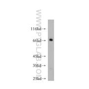 BVES Rabbit Polyclonal Antibody (12920-1-AP)
