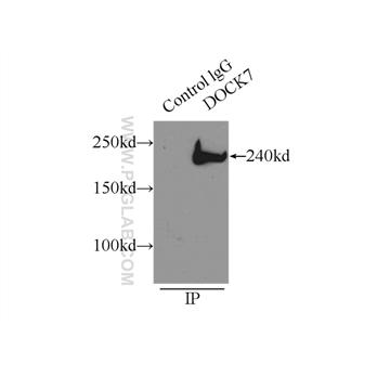 DOCK7 Rabbit Polyclonal Antibody (13000-1-AP)