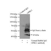 OPRL1 Rabbit Polyclonal Antibody (12970-1-AP)