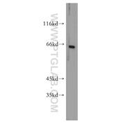 FOXG1 Rabbit Polyclonal Antibody (12764-1-AP)