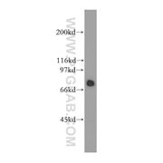 HSPA2 Rabbit Polyclonal Antibody (12797-1-AP)