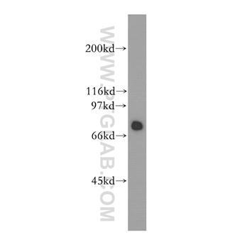 HSPA2 Rabbit Polyclonal Antibody (12797-1-AP)