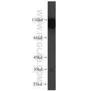 PCDHA6 Rabbit Polyclonal Antibody (12853-1-AP)