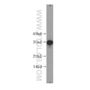 GJB3 Rabbit Polyclonal Antibody (12880-1-AP)