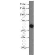 G3BP1 Rabbit Polyclonal Antibody (13057-2-AP)