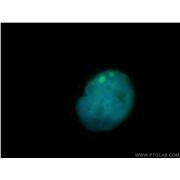 SMARCD3 Rabbit Polyclonal Antibody (12838-1-AP)