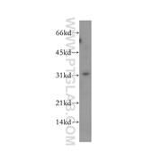 PSMF1 Rabbit Polyclonal Antibody (12941-1-AP)