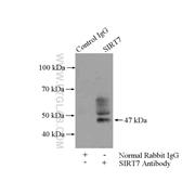 SIRT7 Rabbit Polyclonal Antibody (12994-1-AP)