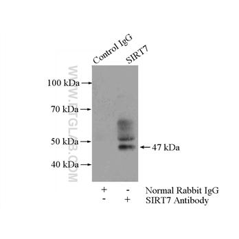 SIRT7 Rabbit Polyclonal Antibody (12994-1-AP)