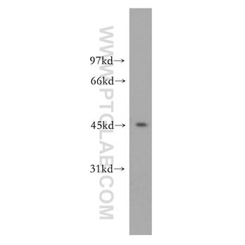 ORC4L Rabbit Polyclonal Antibody (13026-1-AP)