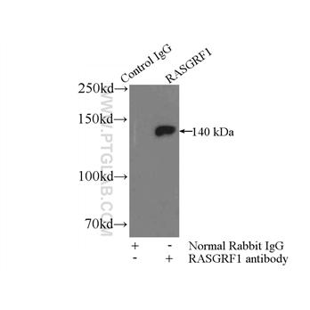 RASGRF1 Rabbit Polyclonal Antibody (12958-1-AP)