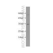 YIPF5 Rabbit Polyclonal Antibody (12931-1-AP)