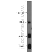 JAM2 Rabbit Polyclonal Antibody (12972-1-AP)