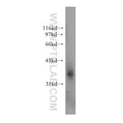 EXTL2 Rabbit Polyclonal Antibody (12828-1-AP)