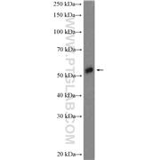 TRAF5 Rabbit Polyclonal Antibody (12868-1-AP)
