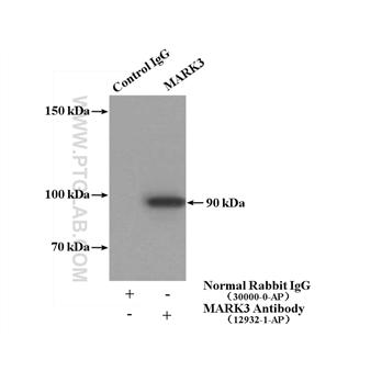 MARK3 Rabbit Polyclonal Antibody (12932-1-AP)