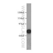 PPEF1 Rabbit Polyclonal Antibody (12875-1-AP)
