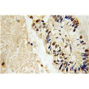 MAFF Rabbit Polyclonal Antibody (12771-1-AP)