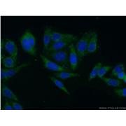 CLASP2 Rabbit Polyclonal Antibody (12942-1-AP)
