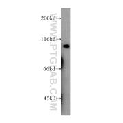 CDC5L Rabbit Polyclonal Antibody (12974-1-AP)