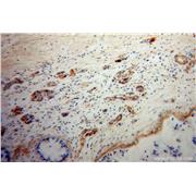 NPY Rabbit Polyclonal Antibody (12833-1-AP)