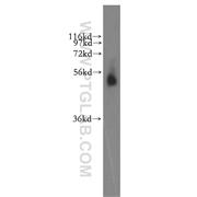 RASSF9 Rabbit Polyclonal Antibody (12861-1-AP)