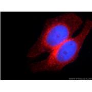 IFITM2 Rabbit Polyclonal Antibody (12769-1-AP)