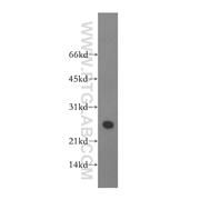 SFRS1 Rabbit Polyclonal Antibody (12929-2-AP)