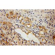 ELMOD2 Rabbit Polyclonal Antibody (13027-1-AP)