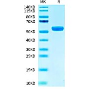 Biotinylated Human HLA-A*02:01&B2M&PRAME (ALYVDSLFFL) Monomer Protein (MHC-HM447B)
