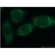 THRSP Rabbit Polyclonal Antibody (13054-1-AP)
