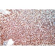NEU4 Rabbit Polyclonal Antibody (12995-1-AP)