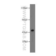 NFYA Rabbit Polyclonal Antibody (12981-1-AP)