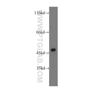 NFYA Rabbit Polyclonal Antibody (12981-1-AP)