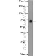 BNIP3L Rabbit Polyclonal Antibody (12986-1-AP)