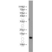 CDK2AP1 Rabbit Polyclonal Antibody (13060-2-AP)