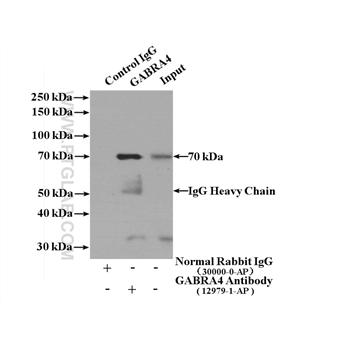 GABRA4 Rabbit Polyclonal Antibody (12979-1-AP)