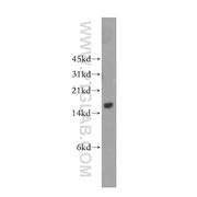 GAGE1 Rabbit Polyclonal Antibody (12795-1-AP)