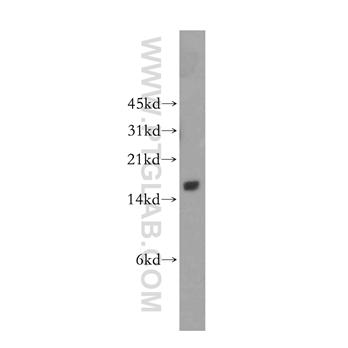 GAGE1 Rabbit Polyclonal Antibody (12795-1-AP)