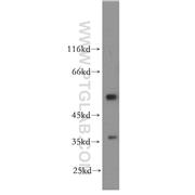 IFRD1 Rabbit Polyclonal Antibody (12939-1-AP)