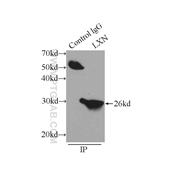 LXN Rabbit Polyclonal Antibody (13056-1-AP)