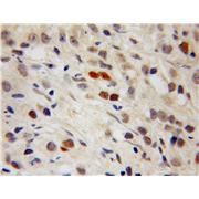 PPIG Rabbit Polyclonal Antibody (12985-1-AP)