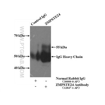ZMPSTE24 Rabbit Polyclonal Antibody (12847-1-AP)