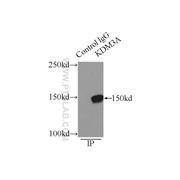 KDM3A Rabbit Polyclonal Antibody (12835-1-AP)